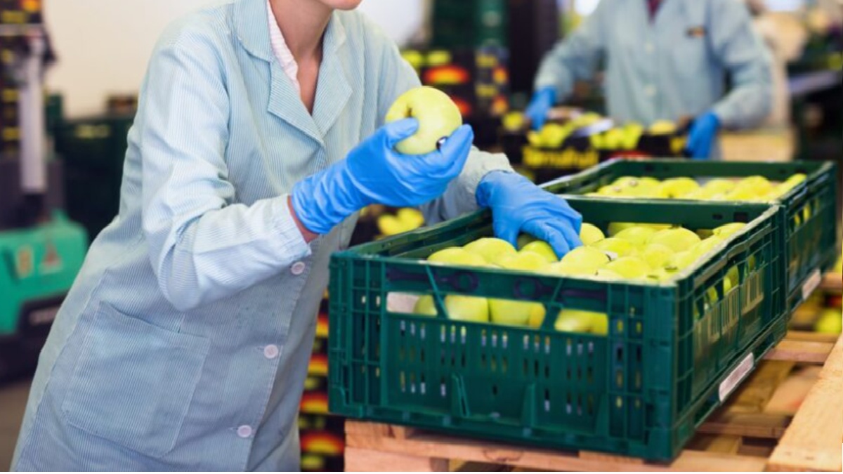 Por qué la formación del personal se ha convertido en un factor crítico en la poscosecha.jpg